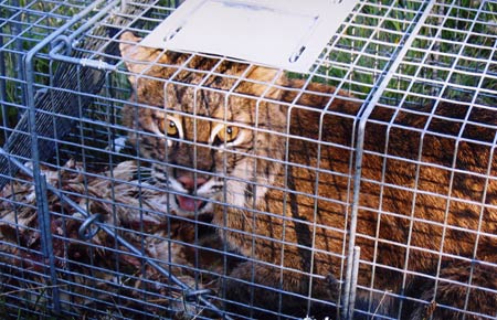 bobcats in connecticut