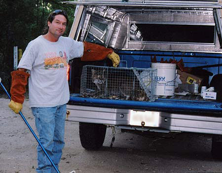 Bobcat In Connecticut